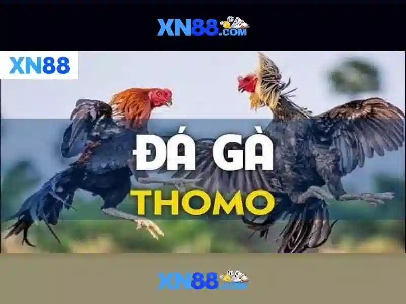 XN88 - Nền tảng cá cược trực tuyến