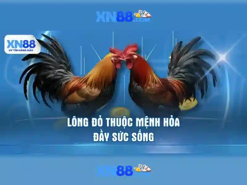 xn88: Giới thiệu và các tính năng chính