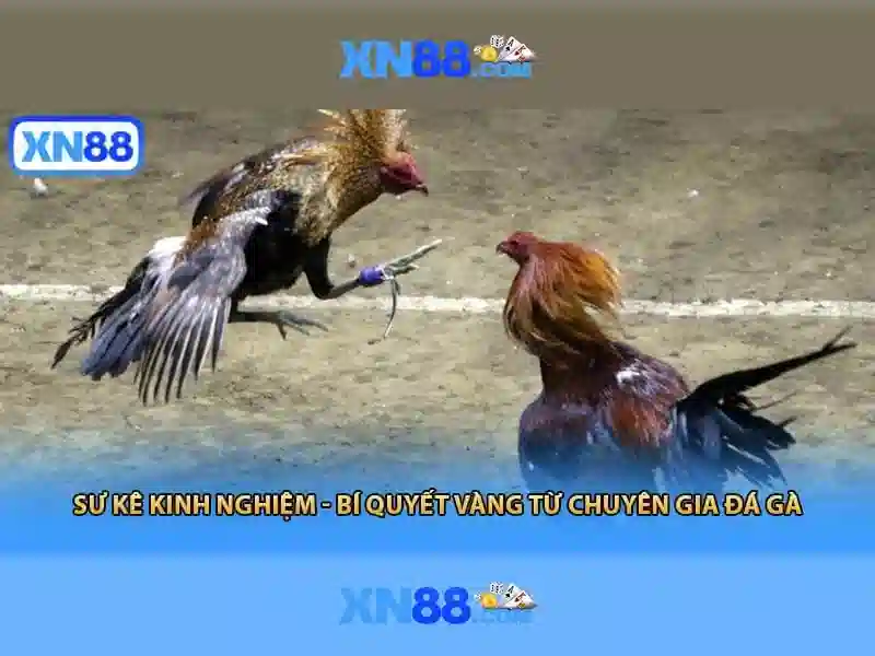 Các trò chơi và chức năng\n\n