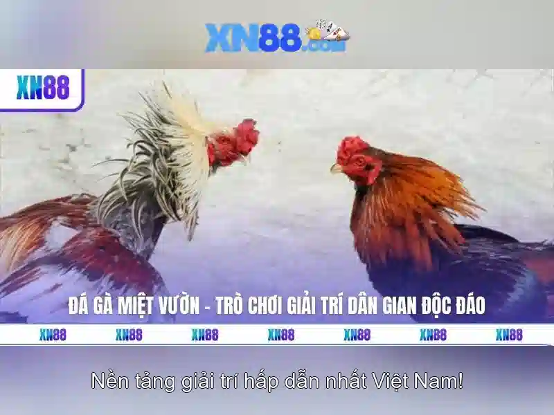 Xn88 là gì và cách sử dụng an toàn