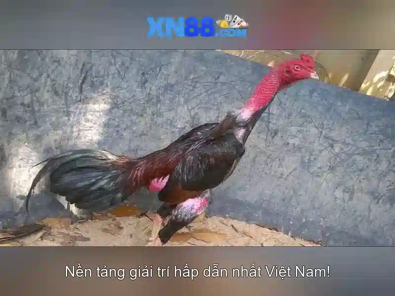 https://tiendam45.com/images/text/xn88/xn88-text2603302319.webp Tính năng nổi bật\n\n